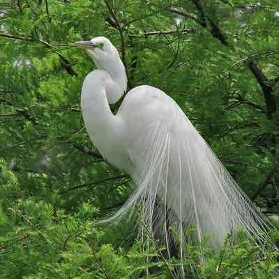 ابنة التاريخ 