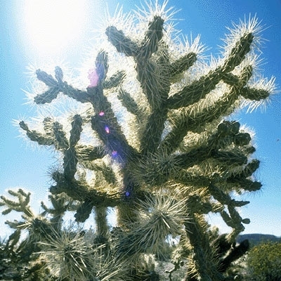 رصاص وأسئلة