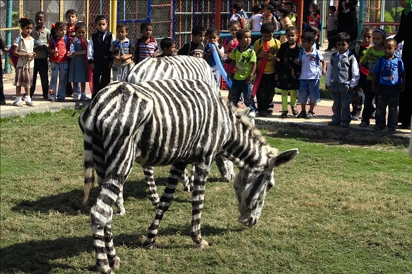 غزة تدجّن حمارها الوحشي