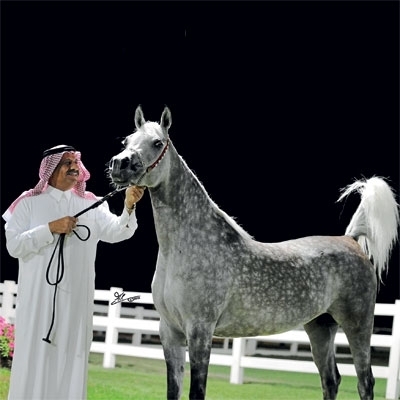 منجزات جديدة لجياد 'الخالدية'