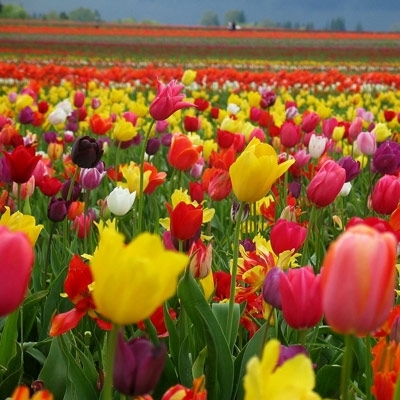 قراءة الحياة