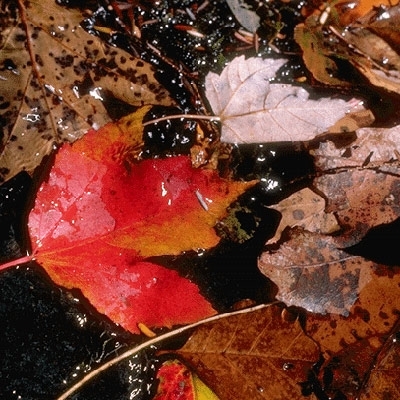 مَن قتل خريفَ بيروت؟