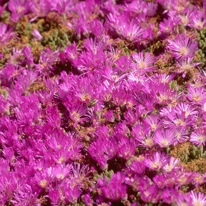 شريطة بنفسجية