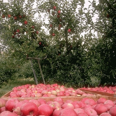 معاني الأسئلة