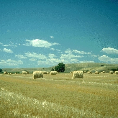 مكنسة الساحرة الشريرة
