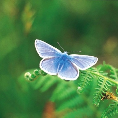 حسن عبد الله في 'ظلّ الوردة'