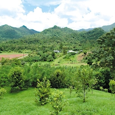 حديقة 'مغنوليا'