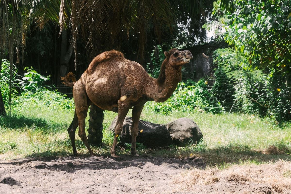 الهروب من الجمل في المنام ومعنى هجوم الجمل