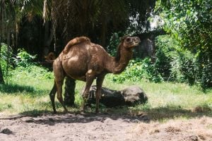 الهروب من الجمل في المنام ومعنى هجوم الجمل