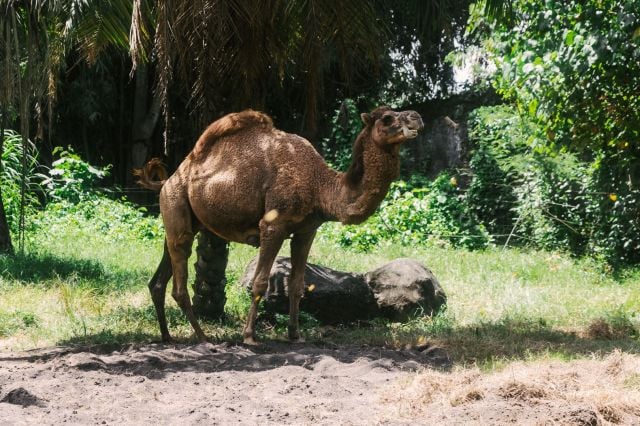 الهروب من الجمل في المنام ومعنى هجوم الجمل