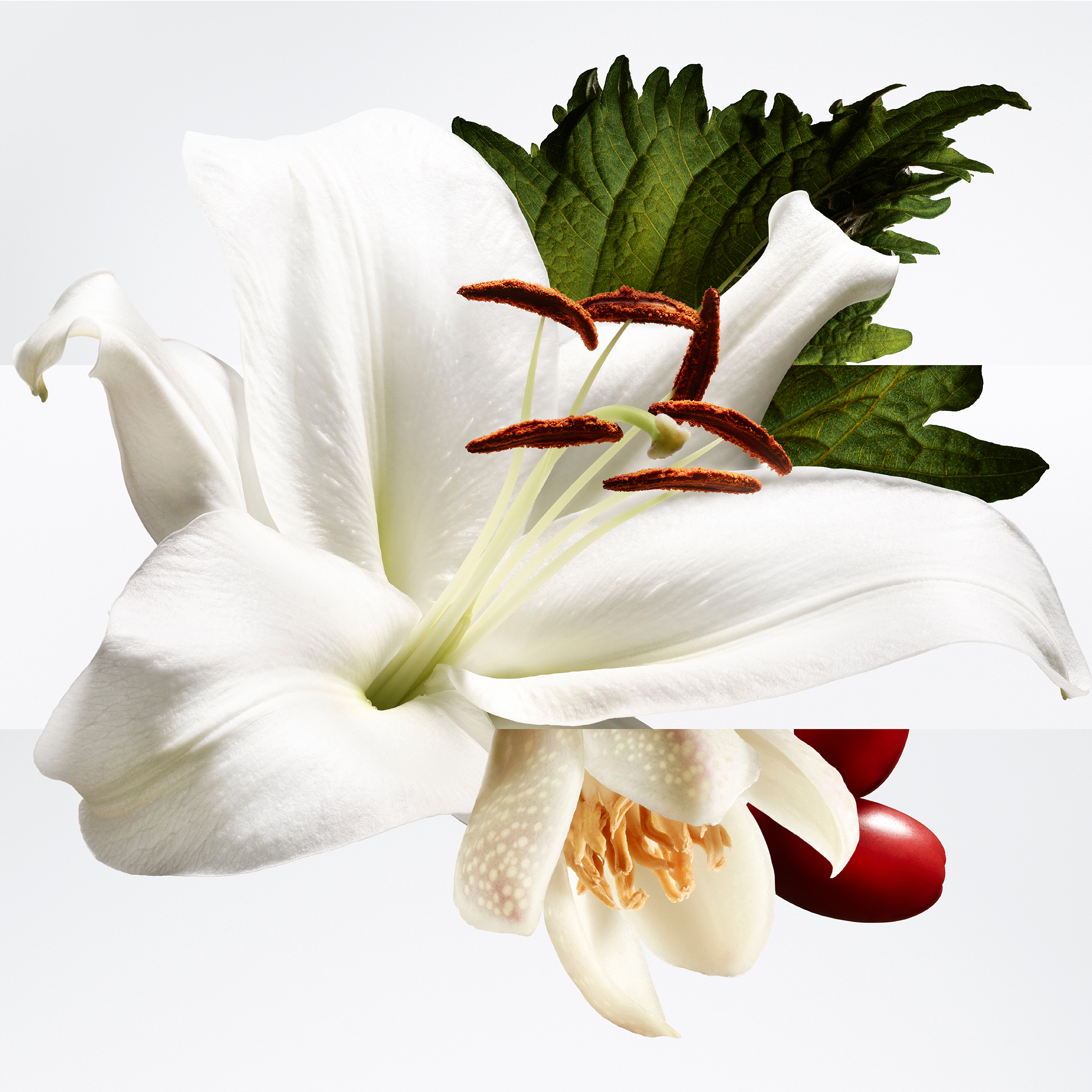 Barelnia Pleine Fleur EDP ©️ Jean-Marie Binet Barelnia Pleine Fleur EDP ©️ Jean-Marie Binet