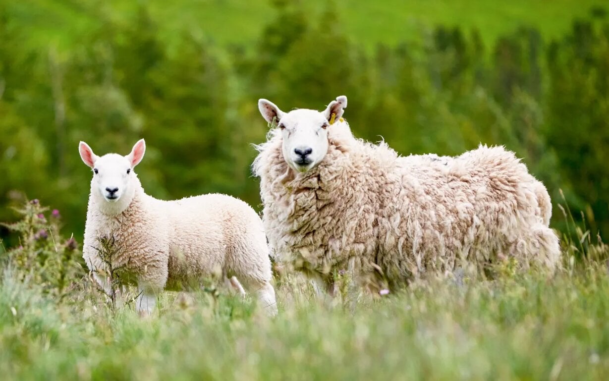 تفسير رؤية الغنم البيضاء في المنام تفسير رؤية الغنم البيضاء في المنام