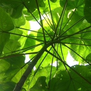 مظلّتان في نزهة