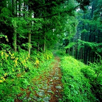 'صمت الحيوانات'