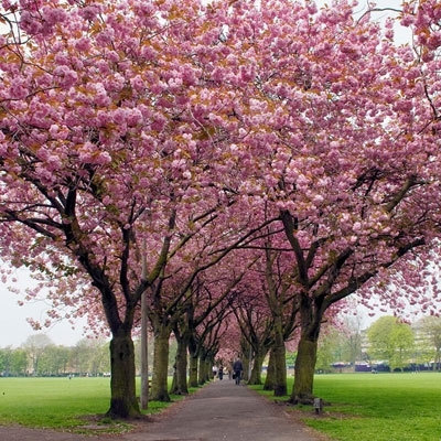 خريف سانت بطرسبرغ