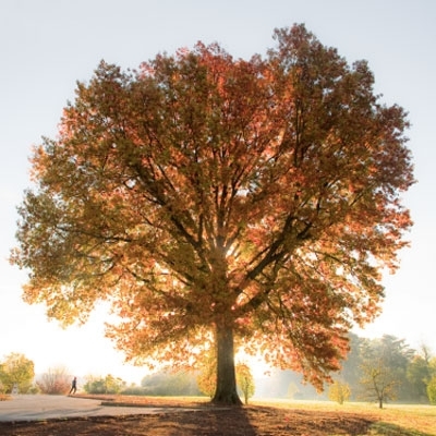 حوار بين الكلمات