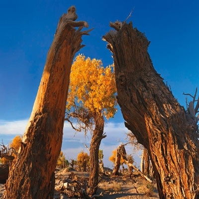 منغوليا الإمبراطورية تعيش استراحة محارب عنيد...