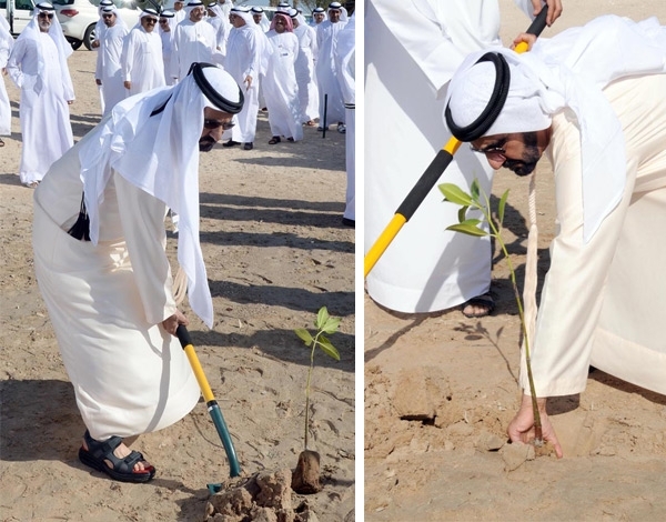 عندما يزرع الوزراء 'المانغروف الأحمر'