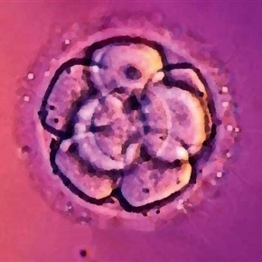 زرع المبايض للإنجاب