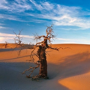 التنقل على ظهر جواد في منغوليا