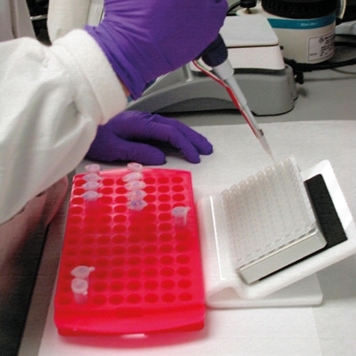 مفتي مصر الأسبق: هذه شروط إثبات النسب... 