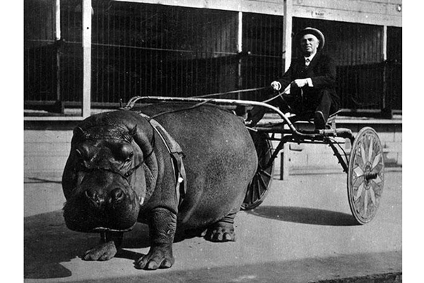 8-Circus hippo pulling a cart 1924