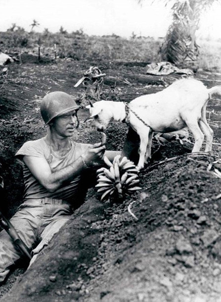 16-Soldier shares a banana with a goat during the battle of Saipan ca 1944.