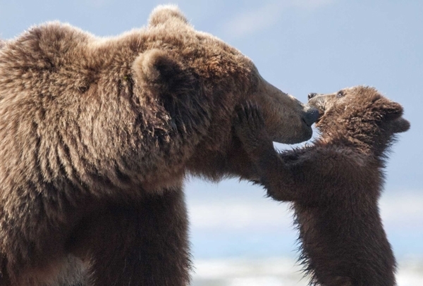 وثائقي جديد بعنوان Bears من ديزني!