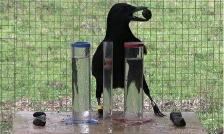 فيديو مذهل- ذكاء الغربان كذكاء الأطفال بين <strong  dir='ltr'>5-7</strong> سنوات