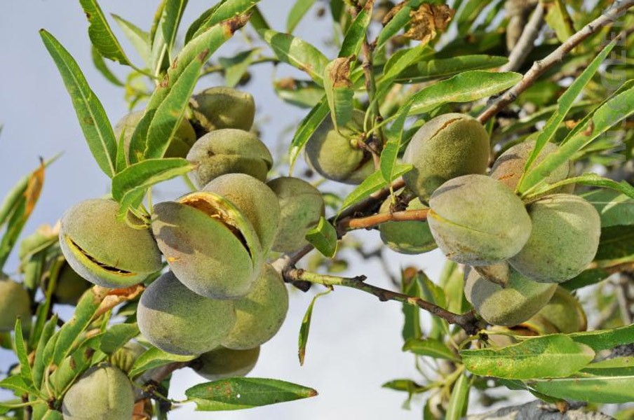 اللوز لحماية القلب وتنشيط الدماغ