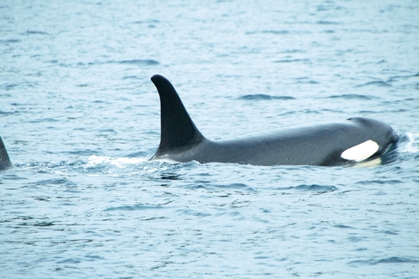 خليج الأمير وليام في ألاسكا