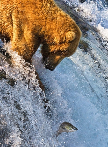 خليج الأمير وليام في ألاسكا