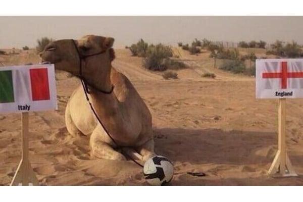 بعد وفاة الأخطبوط بول البعير شاهين يخلفه