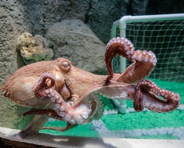 الأخطبوط العملاق في 'دبي أكواريوم وحديقة الحيوانات المائية'