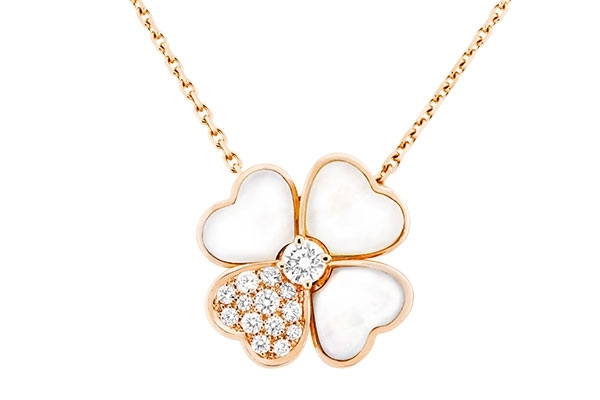 أزهار Cosmos تتفتح براعمها من جديد