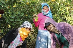 يعملن في الحقول رغم أنهن حاصلات على شهادات جامعية