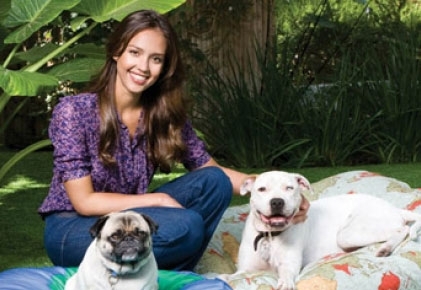 المشاهير يجرون عمليات تجميل لشد وجوه كلابهم! هل هي موضة جديدة؟