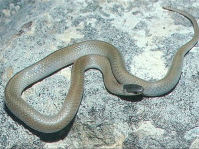 أفعى مقطوعة الرأس لدغت طباخاً كان يريد طهيها! 