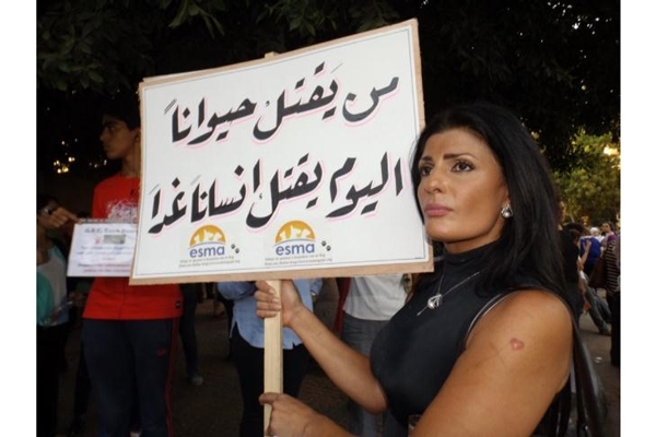 مذبحة القطط في مصر تثير الغضب