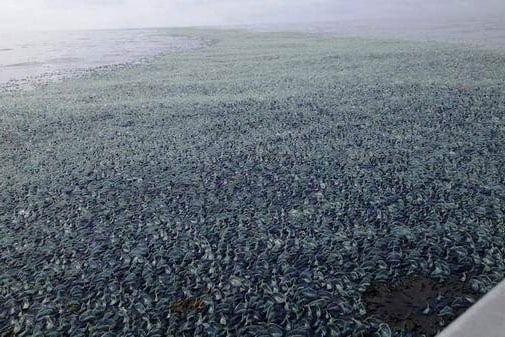 مخلوقات غريبة اسمها 'فيلا فيلا' تجتاح الشواطئ