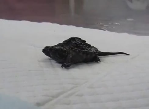 بالفيديو: اكتشاف سلحفاة برأسين