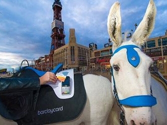 دخلت التكنولوجيا إلى عالم الحمير... أول حمار في العالم يستأجر إلكترونياً