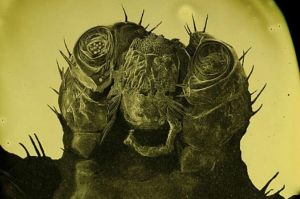 مصور مبدع يلتقط Selfie لصرصار وعنكبوت وذبابة