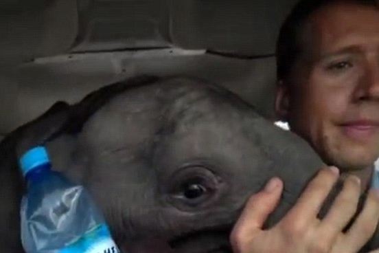 بالفيديو- وفاة فيل صغير تأثرًا بذبح والديه