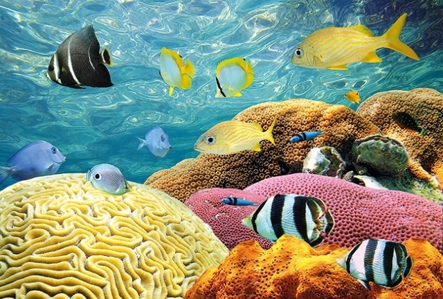 الشعاب المرجانية قصور شُيدت في أعماق الماء الأزرق