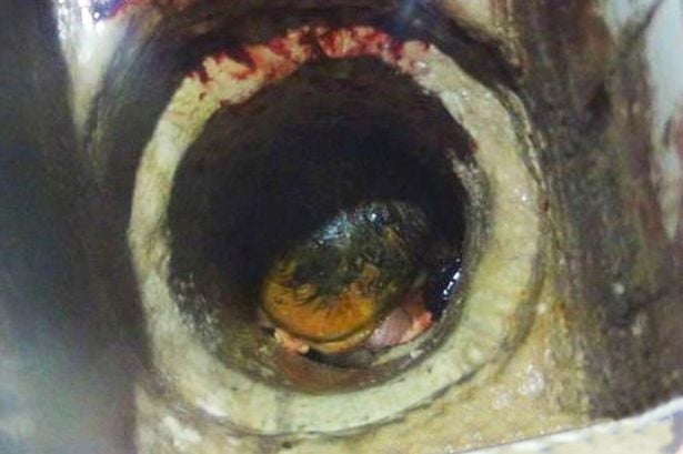 بالفيديو- رضيعة رمتها أمها في قسطل الحمام تنجو بأعجوبة!