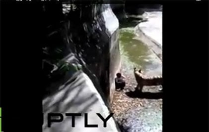 فيديو مرعب- نمر يلتهم شاب هندي أمام عدسة الكاميرا! هل يجب رفع الحماية في حدائق الحيوانات؟