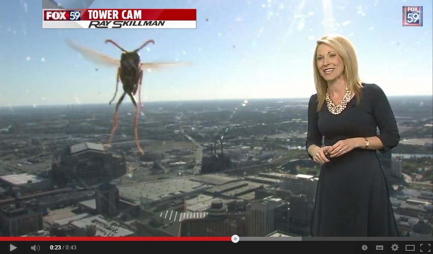 بالفيديو- انتقموا منها فأدخلوا لها نحلة على الهواء!