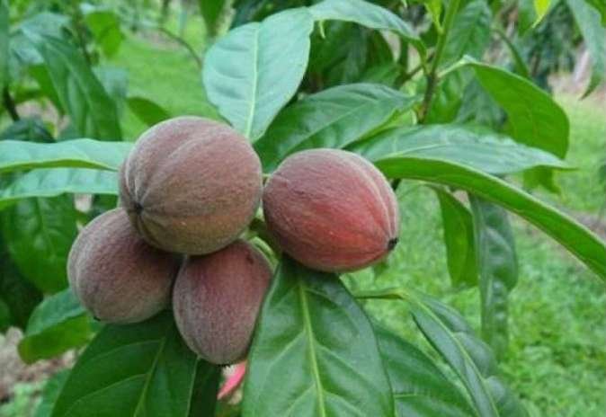 اكتشاف مبهر- فاكهة أسترالية تقضي على السرطان بأربع ساعات فقط!