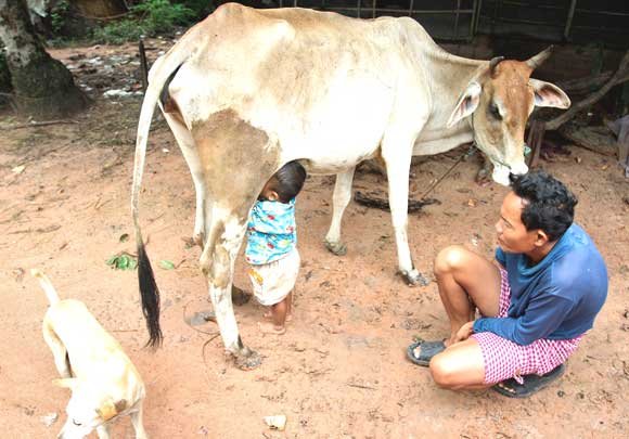 مزارع يلبس أبقاره حفاضات!! لماذا؟